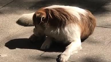 阳光下的幸福狗视频的预览图